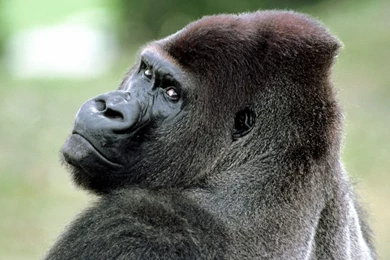 RePin Image: Angry Monkey : Cartoon On Pinterest