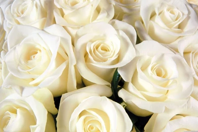 White Rose Backgrounds   Wallpapers Cave