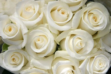 White Rose For Invitation Desktop Backgrounds