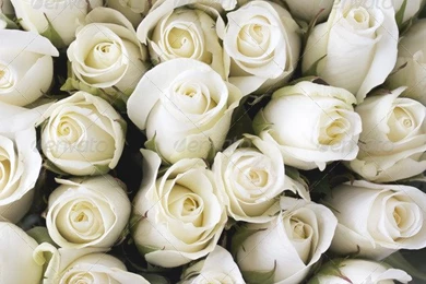 White Roses As A Backgrounds   Stock Photo
