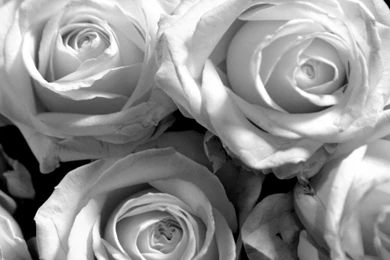 Unique Animals Blogs Red Rose Wallpapers White Rose Wallpapers