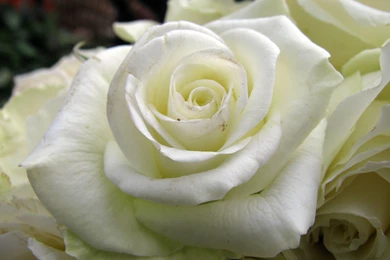 White Rose Hd Backgrounds Wallpapers Hd Wallpapers