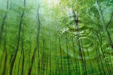 Artwork Digital Art Nature Trees Water Wallpapers