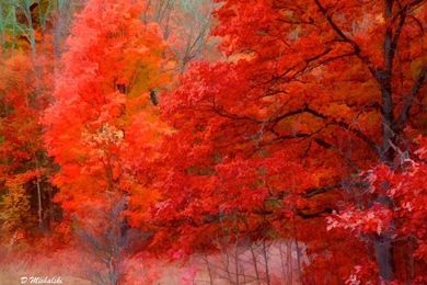 525 Nature HD Wallpapers