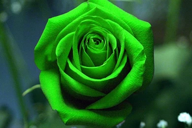 Green Rose Live Wallpapers   Android Apps On Google Play