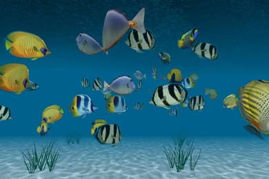 Ocean Tropical Trial 3D HD LWP Android Apps On Google Play
