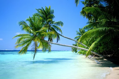 More Beautiful Palm Tree Wallpapers