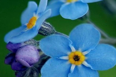 Free Download Spring Flower 2013 iPhone 5 HD Wallpapers