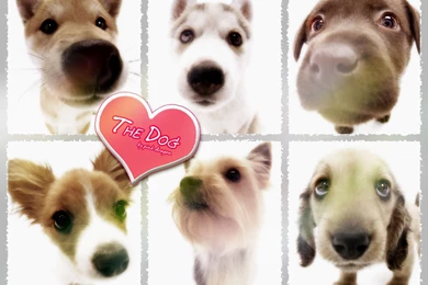 The Dog Wallpapers By PinK_DrAGon