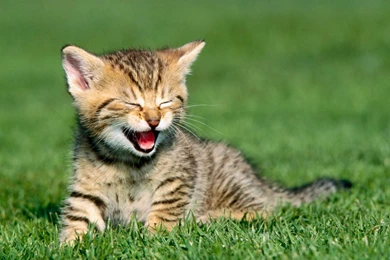 Feedyourdesktop.com Desktop Backgrounds