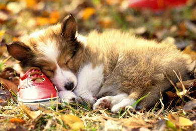 Dog Wallpapers Collection (44+)