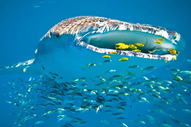 Sharks: WHALE SHARK HUNTING PRIME PORTAL SOCAL CUSTOMS SEMA ...