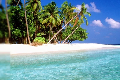 Tropical Computer Wallpapers