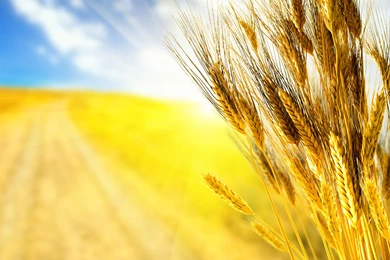 Wheat Wallpaper Backgrounds