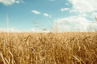 Wheat Wallpaper Backgrounds