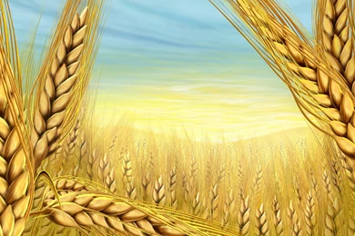 Paintings Multicolor Wheat Wallpapers