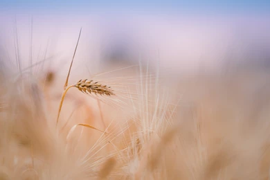 Computer Backgrounds Wallpaper, Wheat Spike In Summer, Under The ...