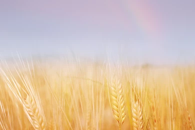 Download Wallpapers 3840x2160 Ears, Field, Wheat, Gold, Sky ...