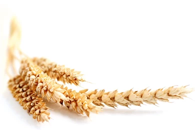 Wheat Fields 1920X1200 Wallpapers 12