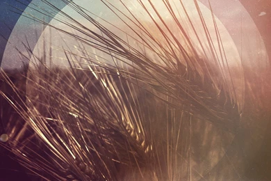 Wheat background.jpg