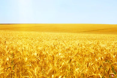 Wheat Wallpapers