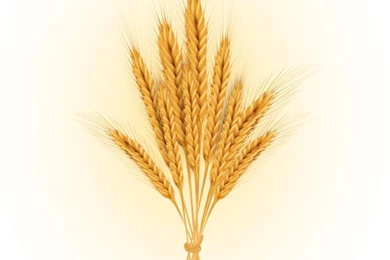 Golden Wheat Backgrounds Vector Set 02   Vector Background, Vector ...