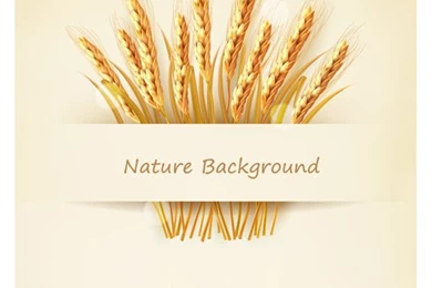 Classic Gold Wheat Backgrounds Vector Material 03   Vector ...