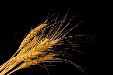 Wheat On A Black Backgrounds Stock Photo