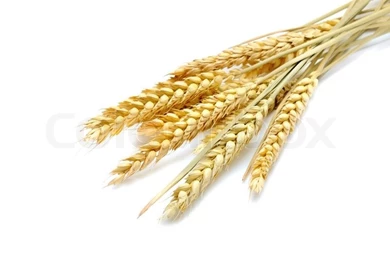 Beauty Golden Wheat On The White Backgrounds