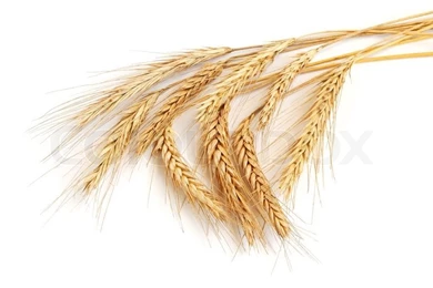 Wheat Ears Isolated On White Backgrounds
