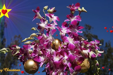 Purple, Orchids, Christmas, Wallpaper, Gallery, Photo, Photography ...