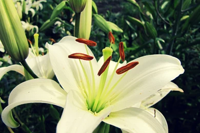 27 Beautiful HD Lily Flowers Wallpapers   HDWallSource.com