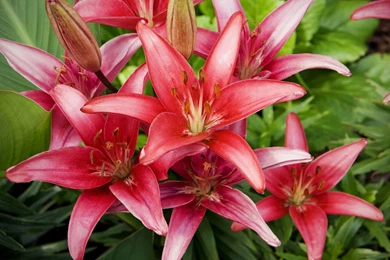 Lily Flowers Wallpapers