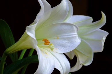 Lily Flower Images