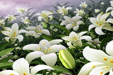 Lily Flower Hd Wallpaper(8)