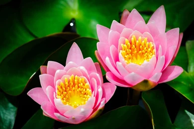 Sleeping Beauty Lily Flowers HD Wallpapers 9 － Flower Wallpapers ...