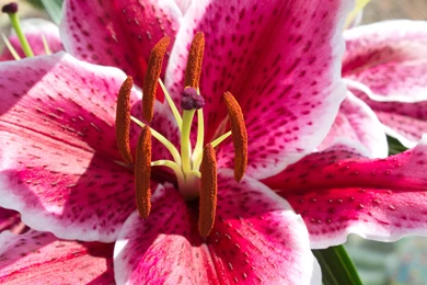 Pink Lily Flower Wallpapers : Flower Wallpapers   Kokean.com