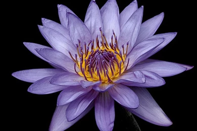 Purple Lily Flower Wallpapers Hd