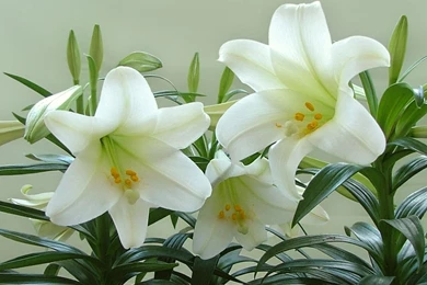 White Lily Flower Wallpapers