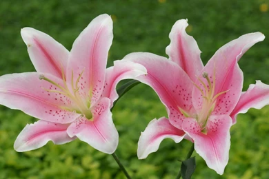 Lily Flowers