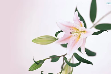 Flowery Idioms   MyEnglishClub