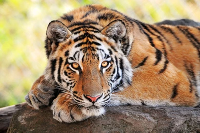 HD Wallpapers Animal