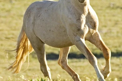 Iphone Animal Download Animal Backgrounds