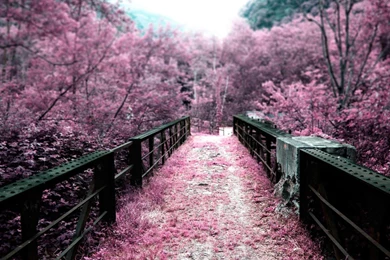 Sakura Garden natural Landscape Wallpapers   2560x1600 Wallpapers ...