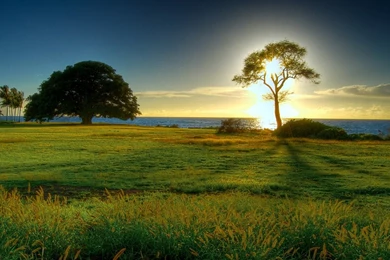 Sunrise Tree the Worlds Natural Landscape Photography 1366x768 ...