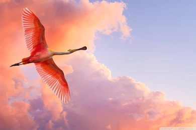 Beautiful Birds Flying HD Desktop Wallpapers : High Definition ...
