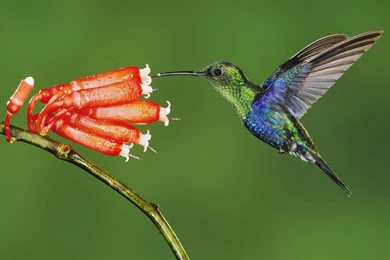 Beautiful Birds HD Wallpapers (24 Wallpapers)