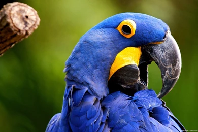 Bird Wallpapers Wallpapers Birds 1920x1200