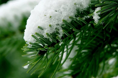 Beautiful Winter On Spruce Macro Wallpapers Hig