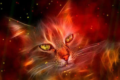 Special Fire Wall Downloads